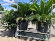 Load image into Gallery viewer, Sago Palm