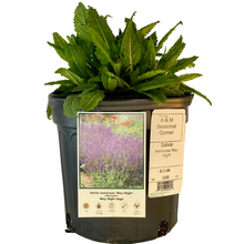 Load image into Gallery viewer, Salvia - Nemorosa - May Night