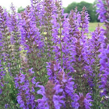 Load image into Gallery viewer, Salvia - Nemorosa - May Night