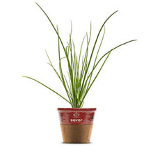 Load image into Gallery viewer, Savor - Herbs - Chives Bakes Potatoe