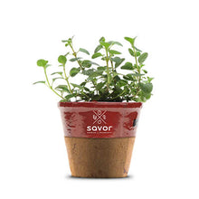Load image into Gallery viewer, Savor - Herbs - Oregano Mediterranean Greek