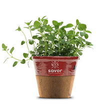 Load image into Gallery viewer, Savor - Herbs - Thyme Pizza Night