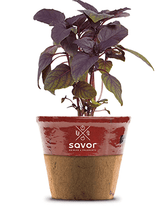 Load image into Gallery viewer, Savor - Herbs - Basil Red Wine Vinegar