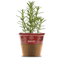 Load image into Gallery viewer, Savor - Herbs - Rosemary Roasting