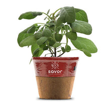Load image into Gallery viewer, Savor - Herbs - Sage Wise Old Sage
