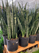 Load image into Gallery viewer, Snake Plant