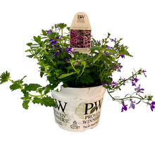 Load image into Gallery viewer, Proven Winners - Recipe - Sparkle & Glow