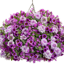 Load image into Gallery viewer, Proven Winners - Recipe - Sparkle & Glow