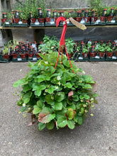 Load image into Gallery viewer, Strawberry Hanging Basket
