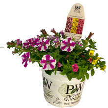 Load image into Gallery viewer, Proven Winners - Recipe - SunGlasses