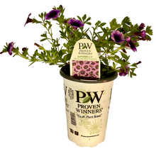 Load image into Gallery viewer, Proven Winners - Calibrachoa - Superbells -Blue Moon Punch