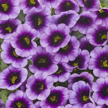 Load image into Gallery viewer, Proven Winners - Calibrachoa - Superbells -Blue Moon Punch