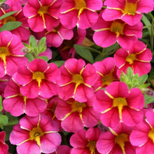 Load image into Gallery viewer, Proven Winners - Calibrachoa - Superbells - Cherry Star