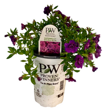 Load image into Gallery viewer, Proven Winners - Calibrachoa - Superbells - Double Blue