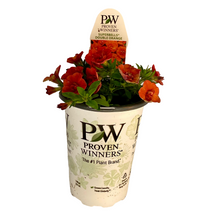 Load image into Gallery viewer, Proven Winners - Calibrachoa - Superbells - Double Orange