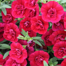 Load image into Gallery viewer, Proven Winners - Calibrachoa - Superbells - Double Ruby