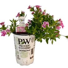 Load image into Gallery viewer, Proven Winners - Calibrachoa - Superbells - Doublette Love Swept