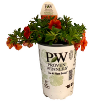 Load image into Gallery viewer, Proven Winners - Calibrachoa - Superbells - Dreamsicle