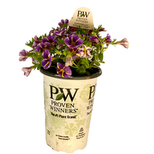 Load image into Gallery viewer, Proven Winners - Calibrachoa - Superbells - Evening Star