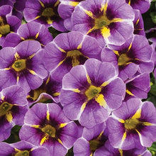 Load image into Gallery viewer, Proven Winners - Calibrachoa - Superbells - Evening Star