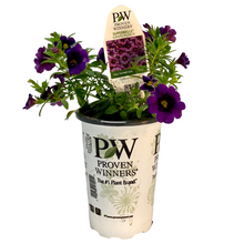 Load image into Gallery viewer, Proven Winners - Calibrachoa - Superbells -Grape Punch