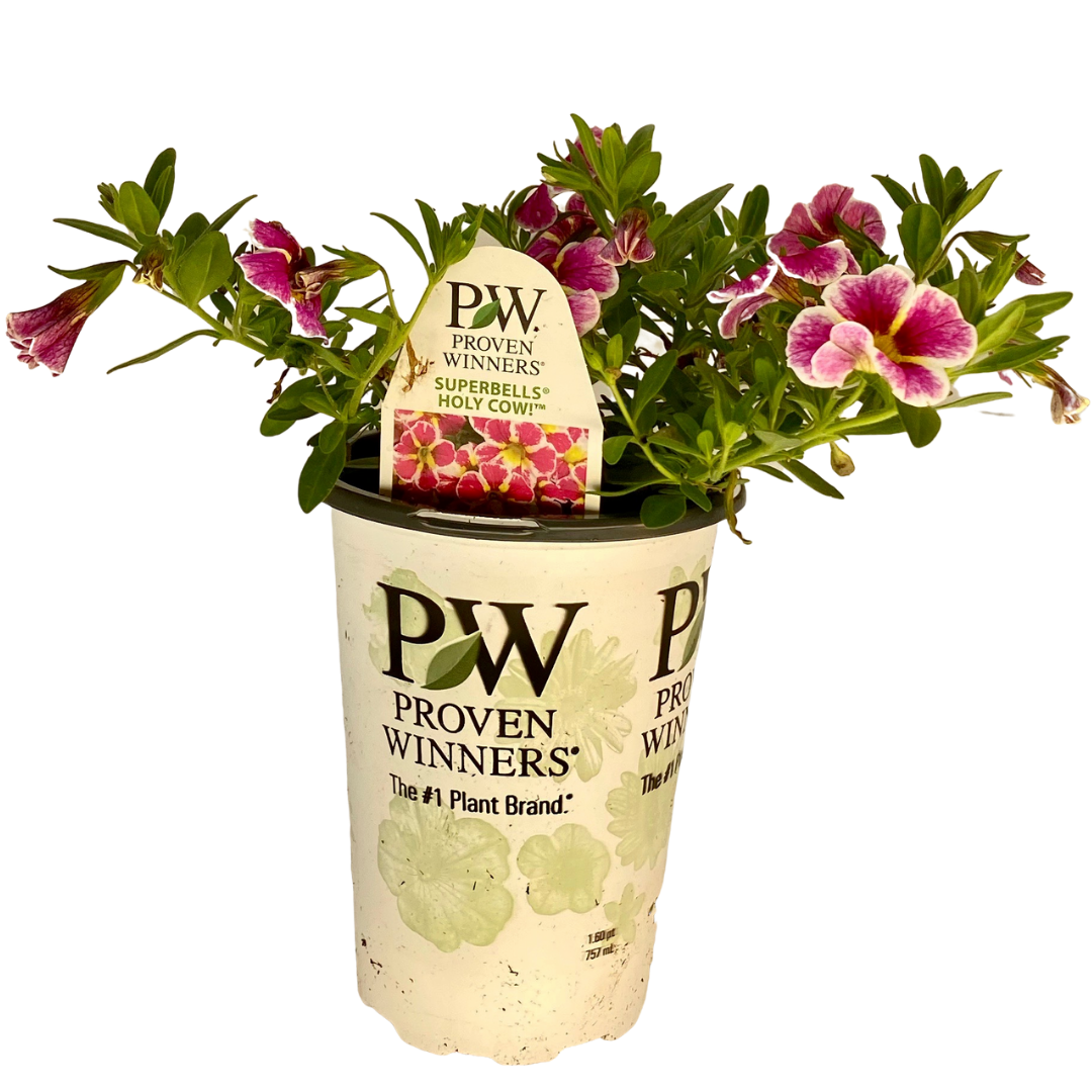 Proven Winners - Calibrachoa - Superbells - Holy Cow – A&M