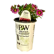 Load image into Gallery viewer, Proven Winners - Calibrachoa - Superbells -Hollywood Star