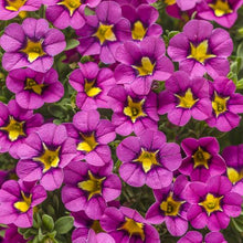 Load image into Gallery viewer, Proven Winners - Calibrachoa - Superbells -Hollywood Star