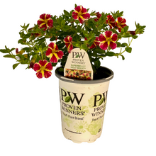Load image into Gallery viewer, Proven Winners - Calibrachoa - Superbells - Holy Moly