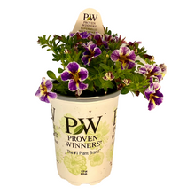 Load image into Gallery viewer, Proven Winners - Calibrachoa - Superbells - Holy Smokes