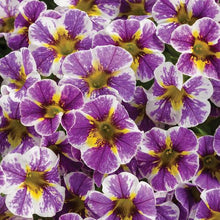 Load image into Gallery viewer, Proven Winners - Calibrachoa - Superbells - Holy Smokes