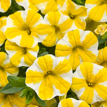 Load image into Gallery viewer, Proven Winners - Calibrachoa - Superbells -Lemon Slice