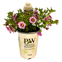 Load image into Gallery viewer, Proven Winners - Calibrachoa - Superbells - Morning Star