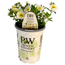 Load image into Gallery viewer, Proven Winners - Calibrachoa - Superbells -Over Easy