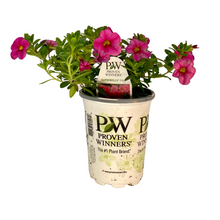 Load image into Gallery viewer, Proven Winners - Calibrachoa - Superbells -Pink