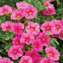 Load image into Gallery viewer, Proven Winners - Calibrachoa - Superbells -Pink