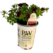 Load image into Gallery viewer, Proven Winners - Calibrachoa - Superbells -Plum