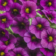 Load image into Gallery viewer, Proven Winners - Calibrachoa - Superbells -Plum
