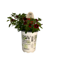 Load image into Gallery viewer, Proven Winners - Calibrachoa - Superbells - Pomegranate Punch
