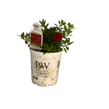 Load image into Gallery viewer, Proven Winners - Calibrachoa - Superbells -Red