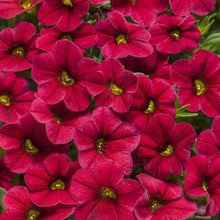 Load image into Gallery viewer, Proven Winners - Calibrachoa - Superbells -Red
