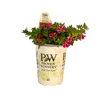 Load image into Gallery viewer, Proven Winners - Calibrachoa - Superbells - Rising Star