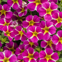 Load image into Gallery viewer, Proven Winners - Calibrachoa - Superbells - Rising Star