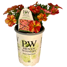 Load image into Gallery viewer, Proven Winners - Calibrachoa - Superbells - Tropical Sunrise