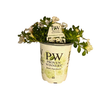 Load image into Gallery viewer, Proven Winners - Calibrachoa - Superbells -White