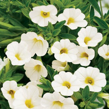 Load image into Gallery viewer, Proven Winners - Calibrachoa - Superbells -White
