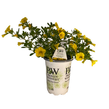 Load image into Gallery viewer, Proven Winners - Calibrachoa - Superbells -Yellow