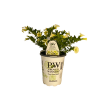 Load image into Gallery viewer, Proven Winners - Calibrachoa - Superbells - Yellow Chiffon