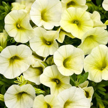 Load image into Gallery viewer, Proven Winners - Calibrachoa - Superbells - Yellow Chiffon