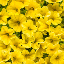 Load image into Gallery viewer, Proven Winners - Calibrachoa - Superbells -Yellow